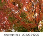 Autumnal colors at Ball State University,  October 2020