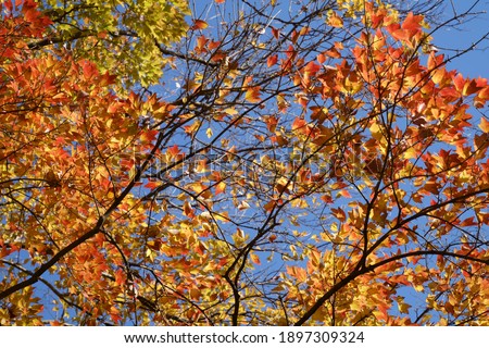 Autumnal colors of trident maple (Acer buergerianum)