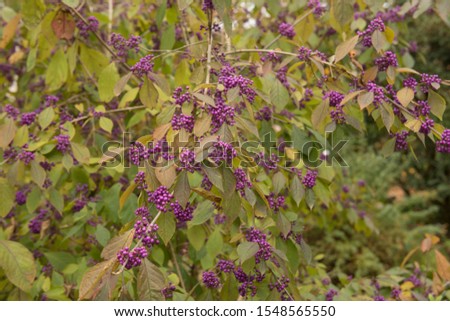 Autumnal Colours and the Bright Purple Berries of a Beautyberry Shrub (Callicarpa bodinieri var. giraldii 'Profusion') in a Country Cottage Garden