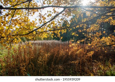 Autumnal Colours In Scotland, South Lanarkshire