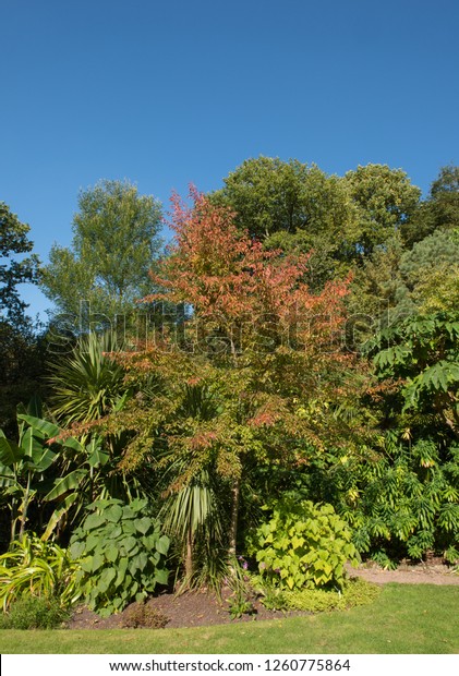 Autumnal Colours Winter Flowering Cherry Tree Stock Photo Edit Now