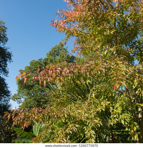 Autumnal Colours Winter Flowering Cherry Tree Stock Photo Edit Now