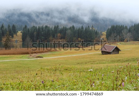 Similar – Image, Stock Photo Autumn crocus, Colchicum, autumnale