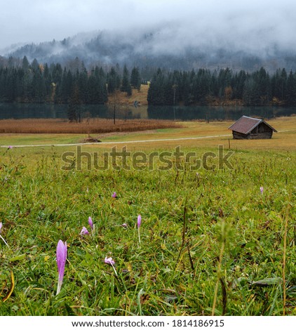 Similar – Image, Stock Photo Autumn crocus, Colchicum, autumnale