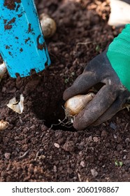 Autumnal Daffodil Bulb Planting Using A Bulb Planter Tool In Garden Soil