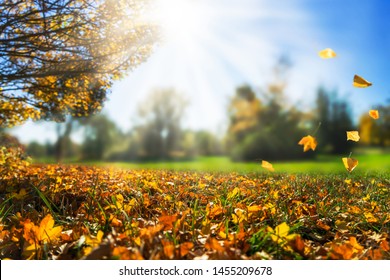 autumnal day in golden october, fall leaf, natural autumn background - Shutterstock ID 1455209678