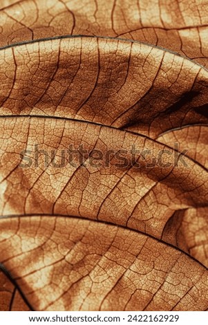 Autumnal Dry Leaf Texture background. Macro photo of dried leaf show intricate brown texture, withered natural foliage at sunlight, dark shadows. Veins pattern in warm autumn hues, low depth of field