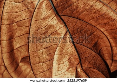 Autumnal Dry Leaf Texture background. Macro photo of dried leaf show intricate brown texture, withered natural foliage at sunlight, dark shadows. Veins pattern in warm autumn hues, low depth of field