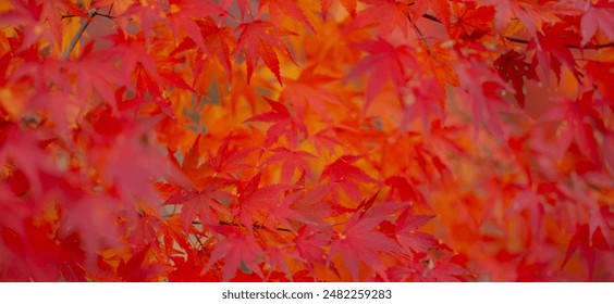 Autumnal foliage. Fall season. Autumn leaves, gold and red leaves of autumn background. Maple leaves. Colorful autumn leaves. natural background. Falling autumn. Light sunny day. - Powered by Shutterstock