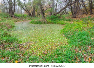 Autumnal Forest And River Dyje, Czech Republic