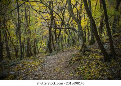 The autumnal forest in the Val Rosandra Nature Reserve in Friuli Venezia Giulia, north east Italy - Shutterstock ID 2015698145