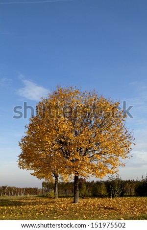 Similar – Golden Autumn Environment