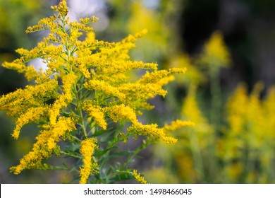Autumnal Goldenrod on a Soft Focused Background with Abstract Yellow Flowers in the Woods ~GOLD RUSH~