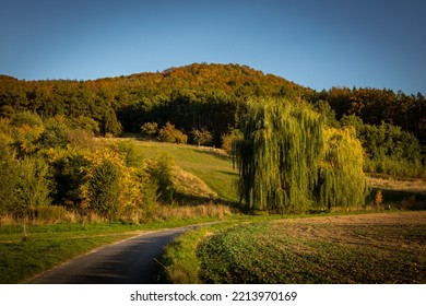 Autumnal Landscape With Sleza Mountain, Poland. Beautiful Willow Tree And A Winding Path In Foreground. 
