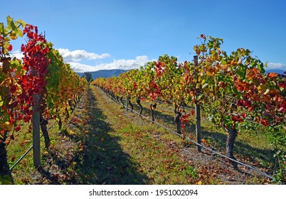 Autumnal Leaf Colours In A Pinot Noir Vineyard, Marlborough, New Zealand