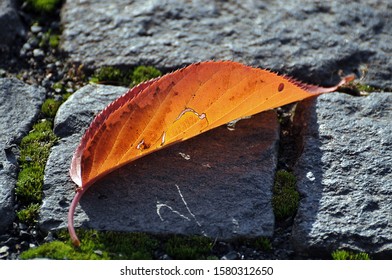 Autumnal Leaf On Mossy Whinstone Cobble