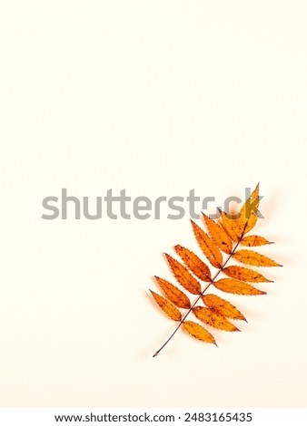 Similar – Autumn leaves with watering can and garden tools