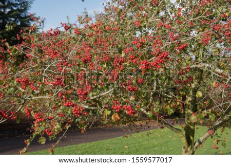 Autumnal Leaves and Red Berries of the Maple Leaved or Washington Thorn Tree (Crataegus phaenopyrum) in a Park