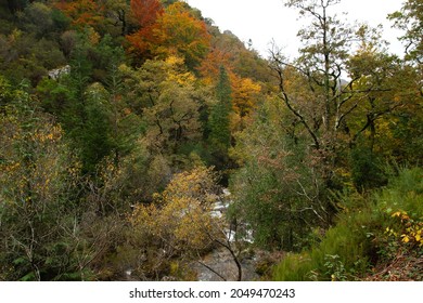 Autumnal Mata da Albergaria, temperate broadleaf and mixed forest in Peneda-Gerês National Park, Portugal - Shutterstock ID 2049470243