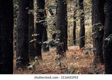 Autumnal mixed forest with large trees