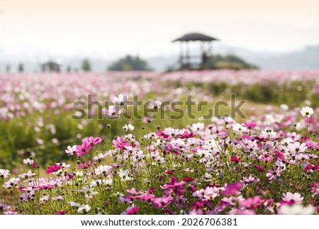 Autumnal and morning view of pink cosmos flowers at Guri Han River Citizens Park against out-focused lookout shed near Guri-si, South Korea  
 Imagine de stoc © 