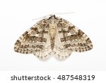 The autumnal moth Epirrita autumnata