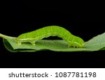 Autumnal Moth (Epirrita autumnata) moth caterpillar. Sitting on a leaf.