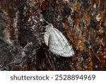 Autumnal moth, scientific name epirrita autumnata, taken in Valais, CH.