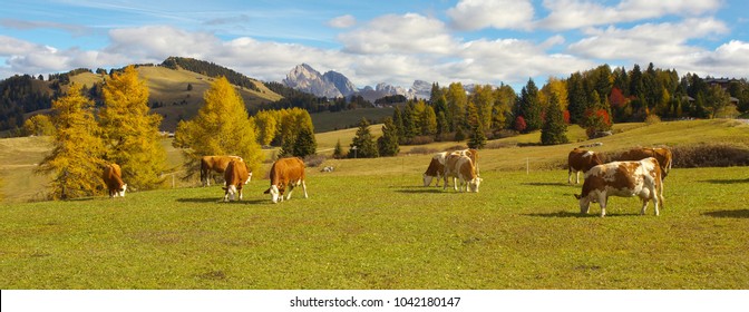 Autumnal mountain landscape with caws on pasture