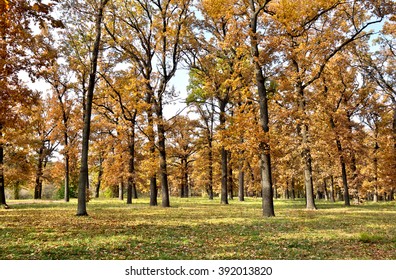 Autumnal oak forest. Oak (Quercus robur. Commonly known: English oak, pedunculate oak or French oak)