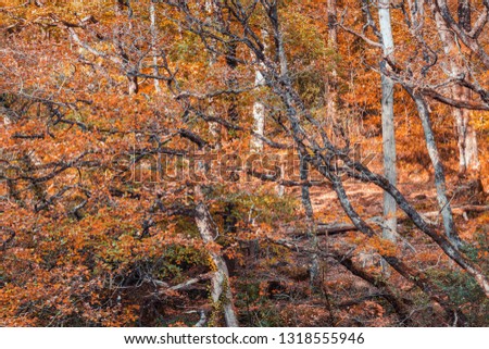 Autumnal oak tree  Gwydyr forest with warm orange leaves in North Wales, UK