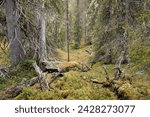 Autumnal old-growth coniferous forest with decaying wood on the ground in the Riisitunturi National Park, Posio, Finland