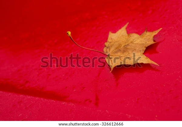autumnal painted leaf on car\
hood