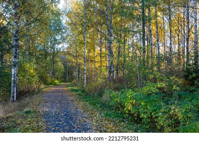 Autumnal Park In The Morning With Sunlight. Path Covered With Leaves. No People, Silent Walkway.