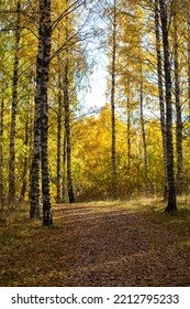 Autumnal Park In The Morning With Sunlight. Path Covered With Leaves. No People, Silent Walkway.