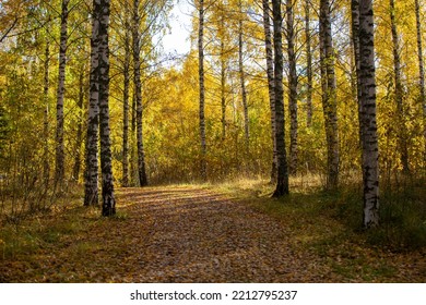 Autumnal Park In The Morning With Sunlight. Path Covered With Leaves. No People, Silent Walkway.