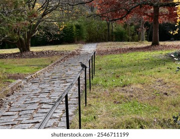 Autumnal park pathway with a northern mockingbird on railing - Powered by Shutterstock