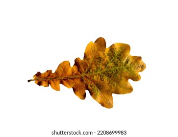 Autumnal patterns on a leaf of dry oak leaf, object isolated on white background
