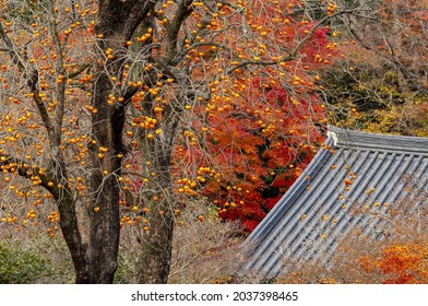 Autumnal persimmon trees with red fruits against tile roof of Seonunsa Temple of Seonunsan Mountain near Gochang-gun, South Korea 
