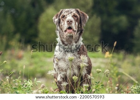 Autumnal portrait of a leopard labrador dogbreed posing on a meadow outdoors at a rainy day