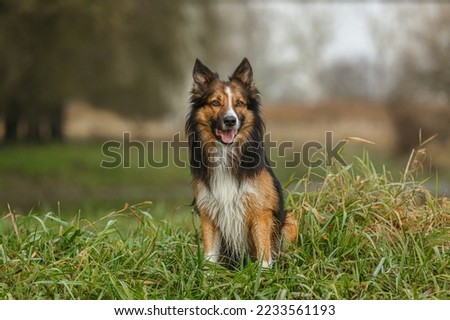 Autumnal portrait of a sable border collie dog on a meadow between old trees outdoors