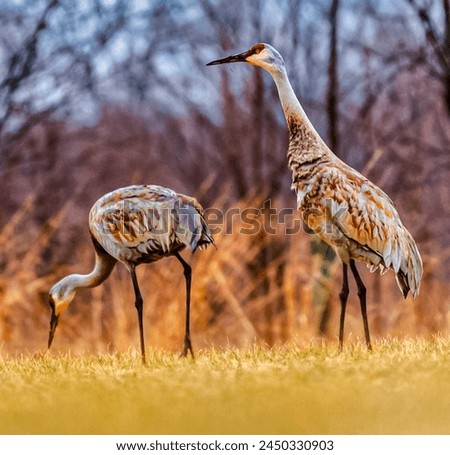 Autumnal Sandhill Cranes Foraging in Wild, Elegant Birds in Natural Habitat, Wildlife Photography, Nature Lovers’ Delight, Ornithology Study, Peaceful Outdoor Scene, Overcast Sky Enhancing Feather Col