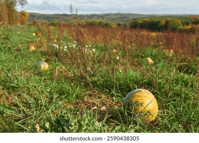 An autumnal scene of an array of pumpkins amongst lush green grass in a rural setting