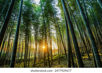 Autumnal and sunrise view of bamboo forest with stem and green leaves at Arashiyama, Kyoto, Japan
 - Powered by Shutterstock