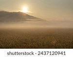 Autumnal and sunrise view of rice plant with golden yellow ears with dew on rice paddy against fog and mountain at Jinyeong-eup of Gimhae-si, South Korea

