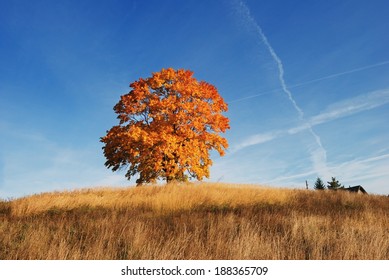 Autumnal trees against blue sky background 