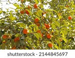 Autumnal view of Dungsi Persimmons with orange fruits and leaves on the tree at an orchard at Naksang-dong near Sangju-si, South Korea 
