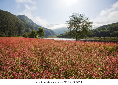 Autumnal View Of Red Buckwheat Field With The Background Of Donggang River And Foggy Bongnaesan Mountain Near Yeongwol-gun, South Korea 
