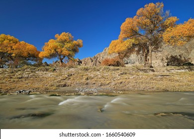 Autumnal Yellow-leaved Poplar Trees Across The Murky Waters Of The Yulin River By The X272 County Road Running Under Clean Blue Sky To The Yulin Buddhist Caves. Guazhou County-Gansu Province-China.