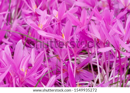 Similar – Image, Stock Photo Autumn crocus, Colchicum, autumnale